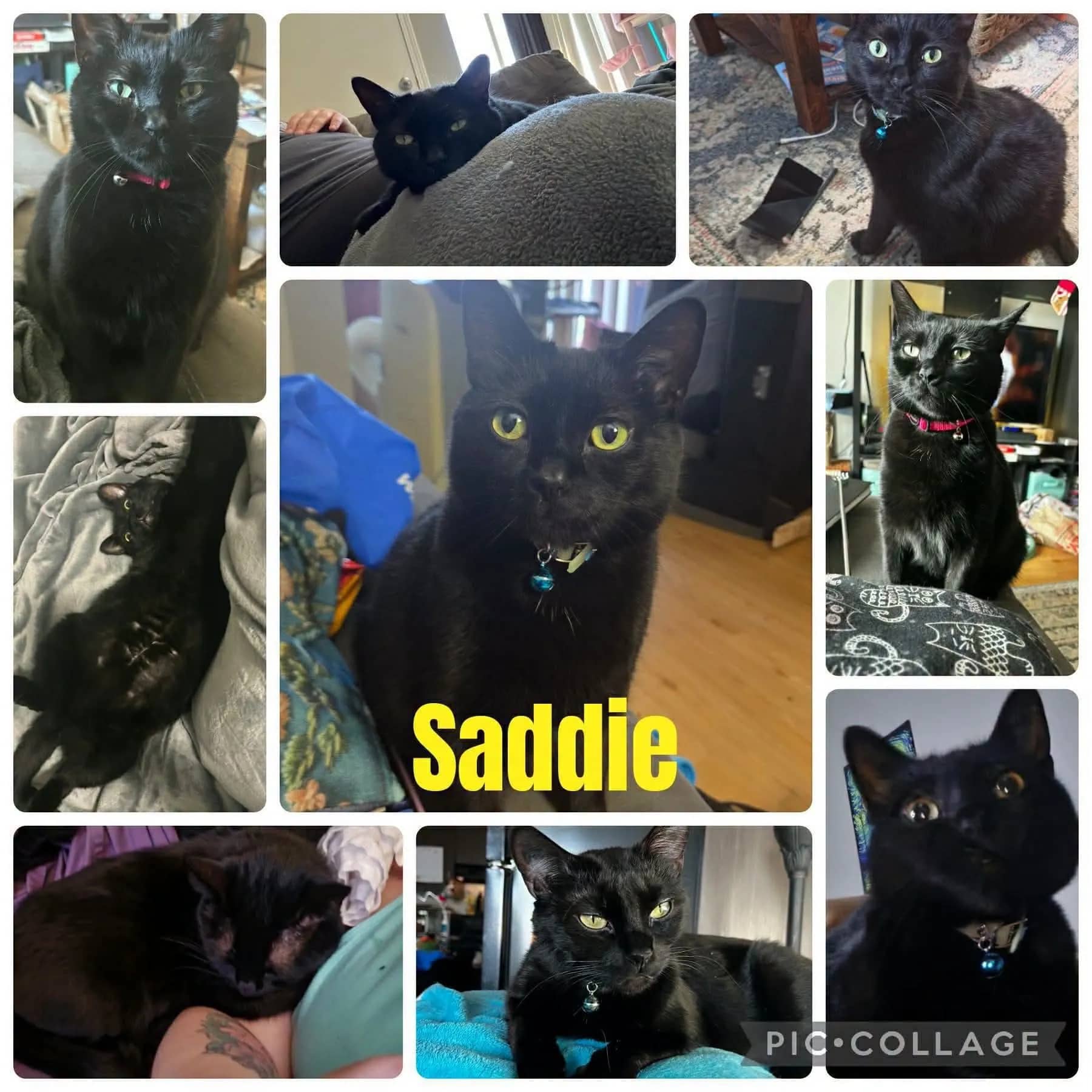 Saddie - Domestic Short Hair cat available for adoption at Tails of Freedom Rescue in Winnipeg
