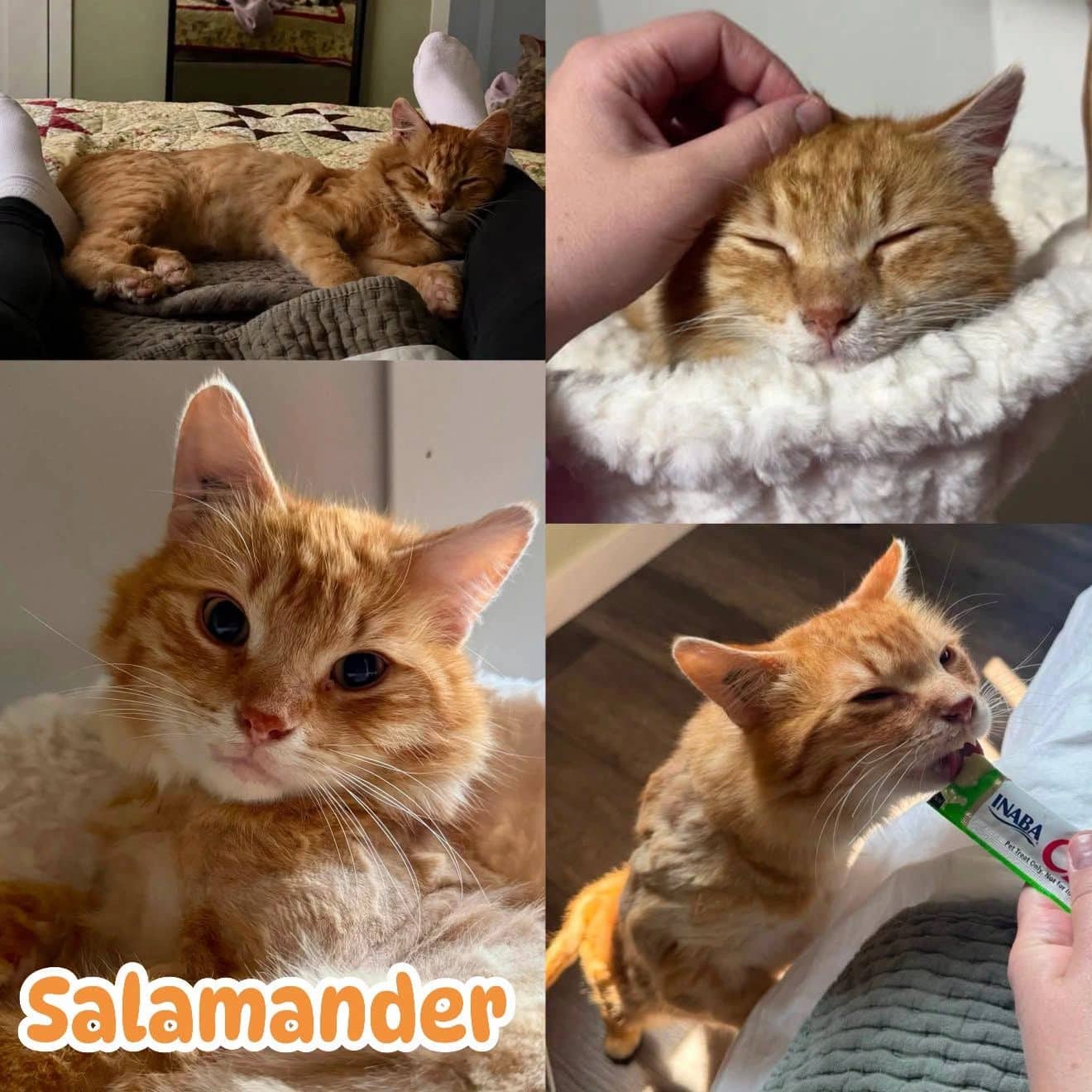 Salamander - Domestic Long Hair cat available for adoption at Tails of Freedom Rescue in Winnipeg