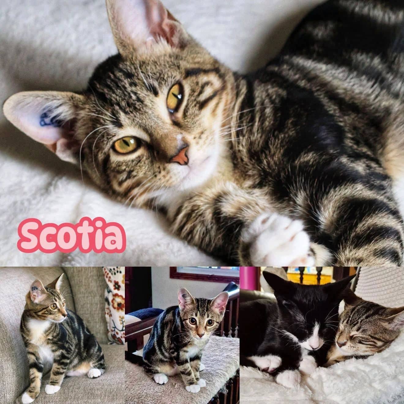Scotia - Domestic Short Hair cat available for adoption at Tails of Freedom Rescue in Winnipeg