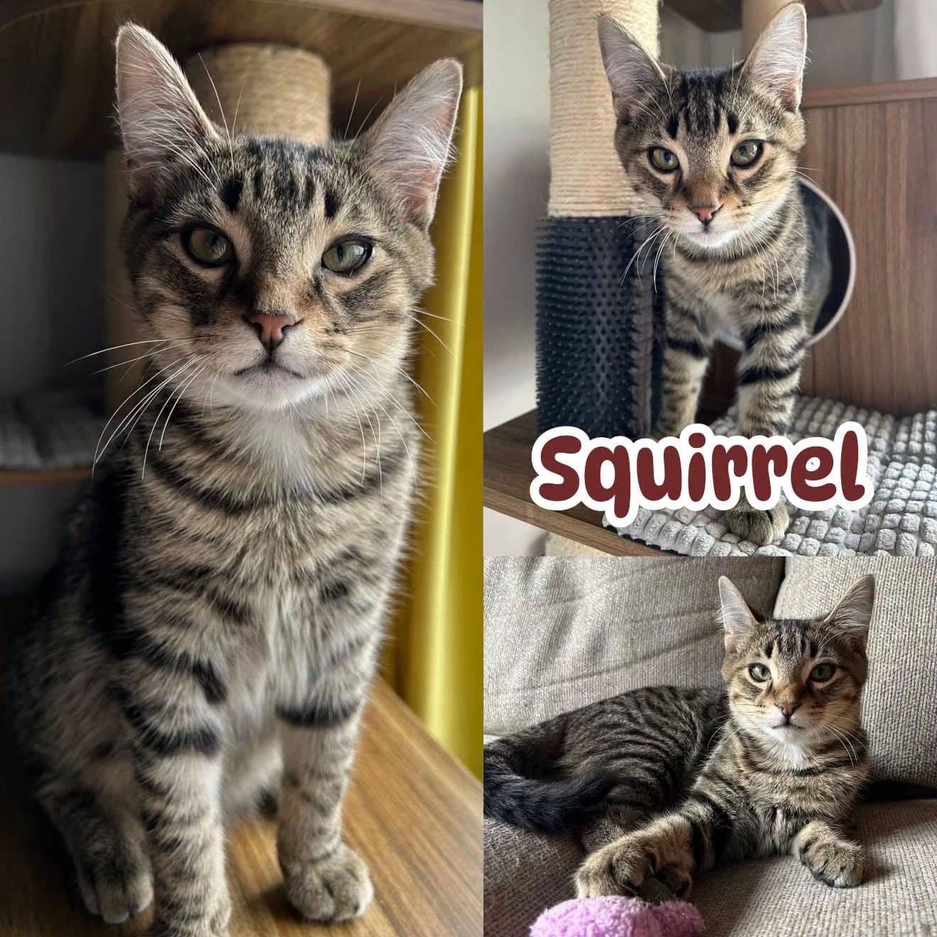Squirrel - Domestic Short Hair available for adoption