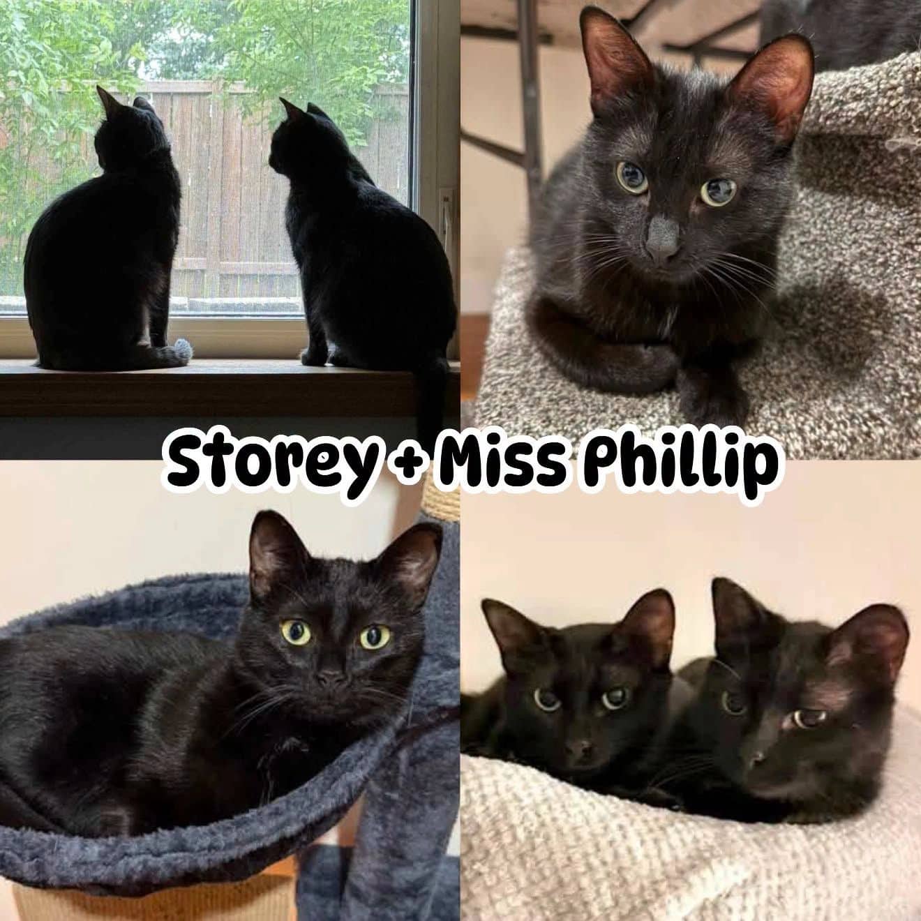 Storey & Miss Phillip - Domestic Short Hair available for adoption