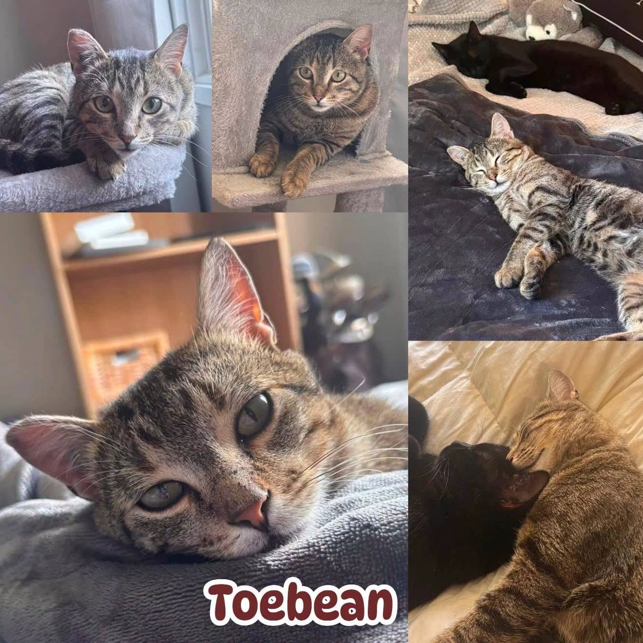 Toebean - Domestic Short Hair available for adoption