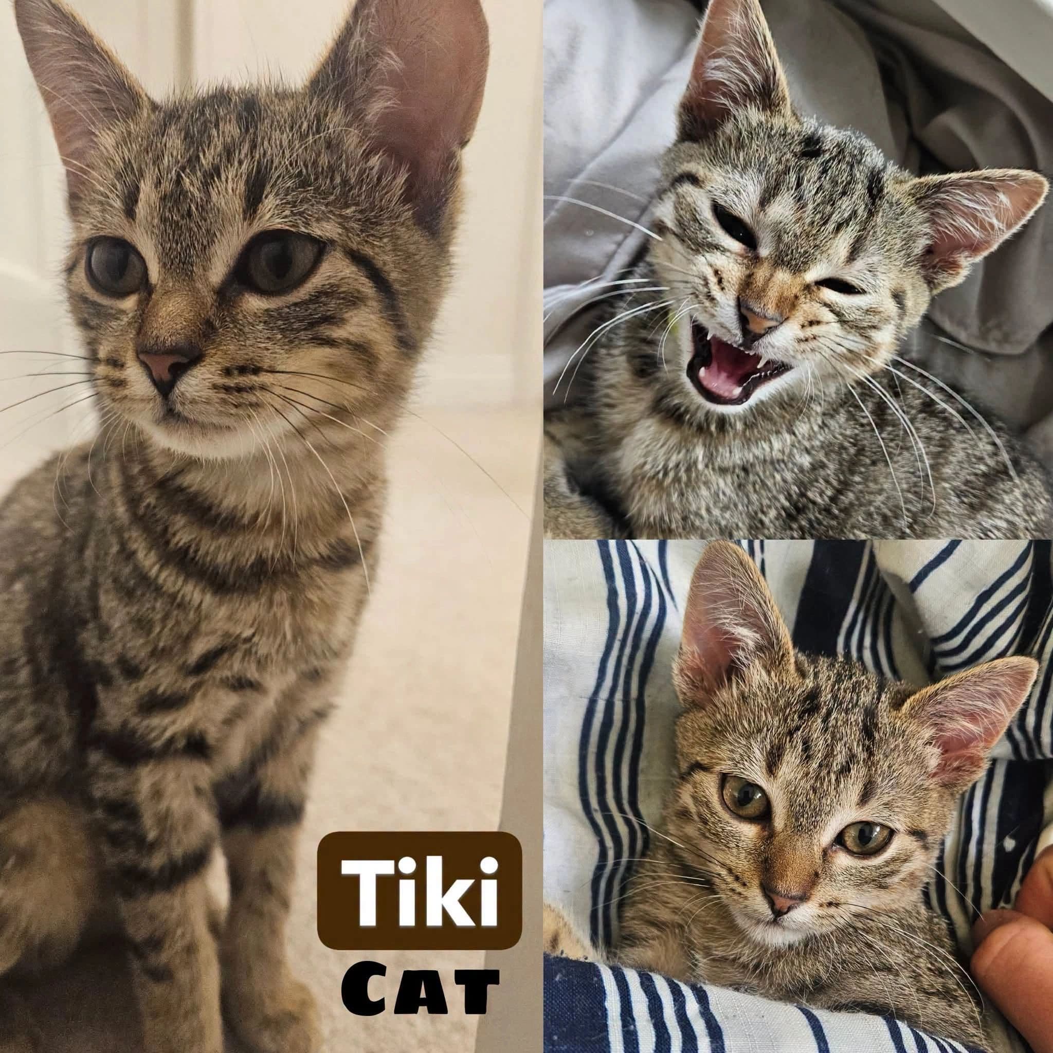 Tiki Cat - Domestic Shot Hair cat available for adoption at Tails of Freedom Rescue in Winnipeg