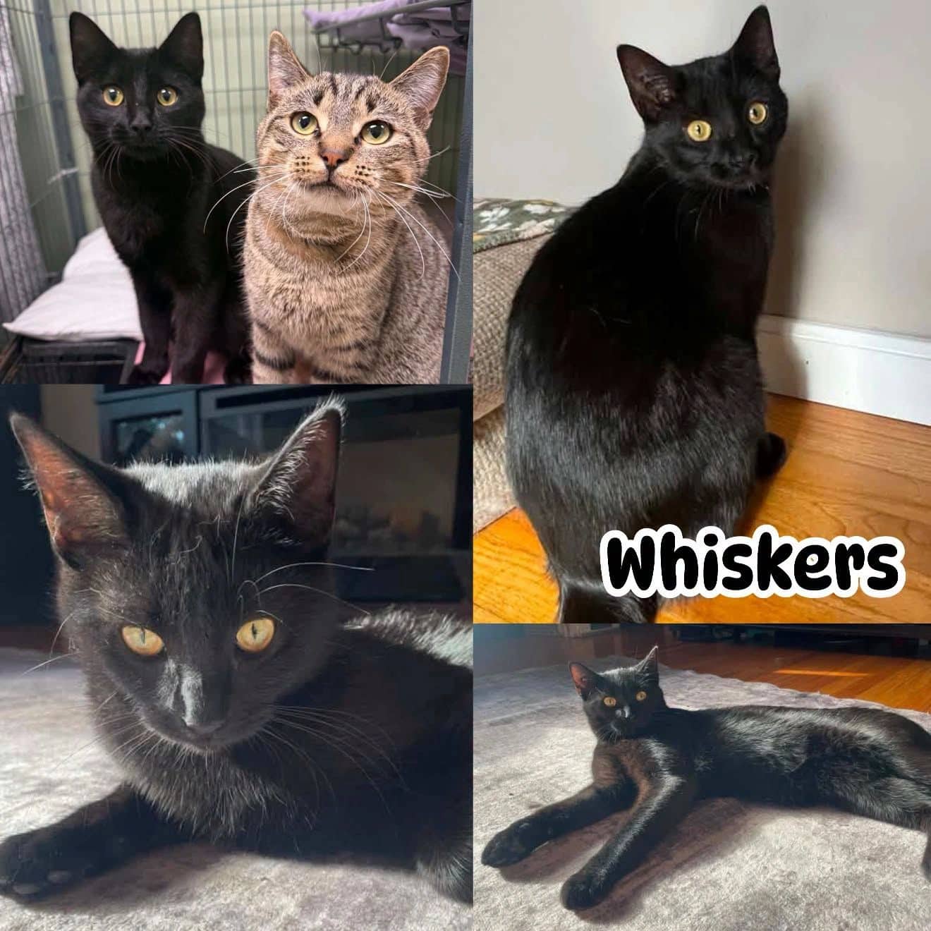 Whiskers - Domestic Short Hair cat available for adoption at Tails of Freedom Rescue in Winnipeg