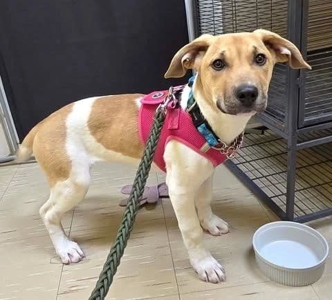 Yulka - Boxer Cross available for adoption