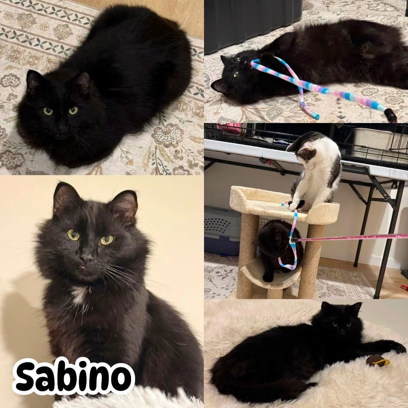 Sabino - Domestic Long Hair available for adoption
