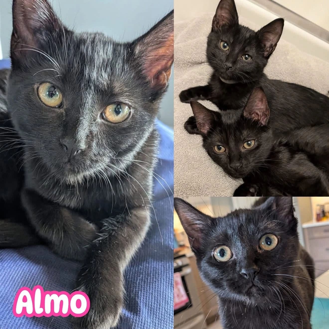 Almo - Domestic Short Hair available for adoption