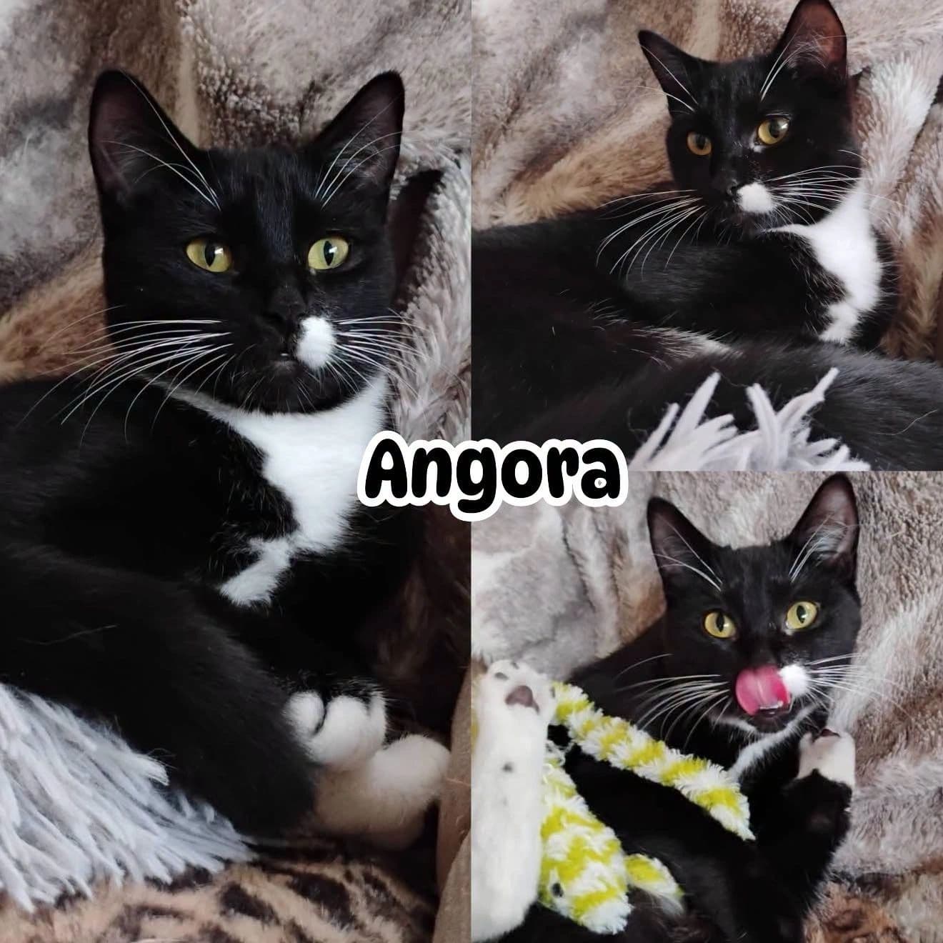 Angora - Domestic Short Hair Say hello to available for adoption