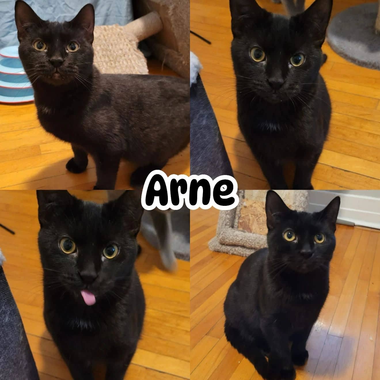 Arne - Domestic Short Hair Loving available for adoption