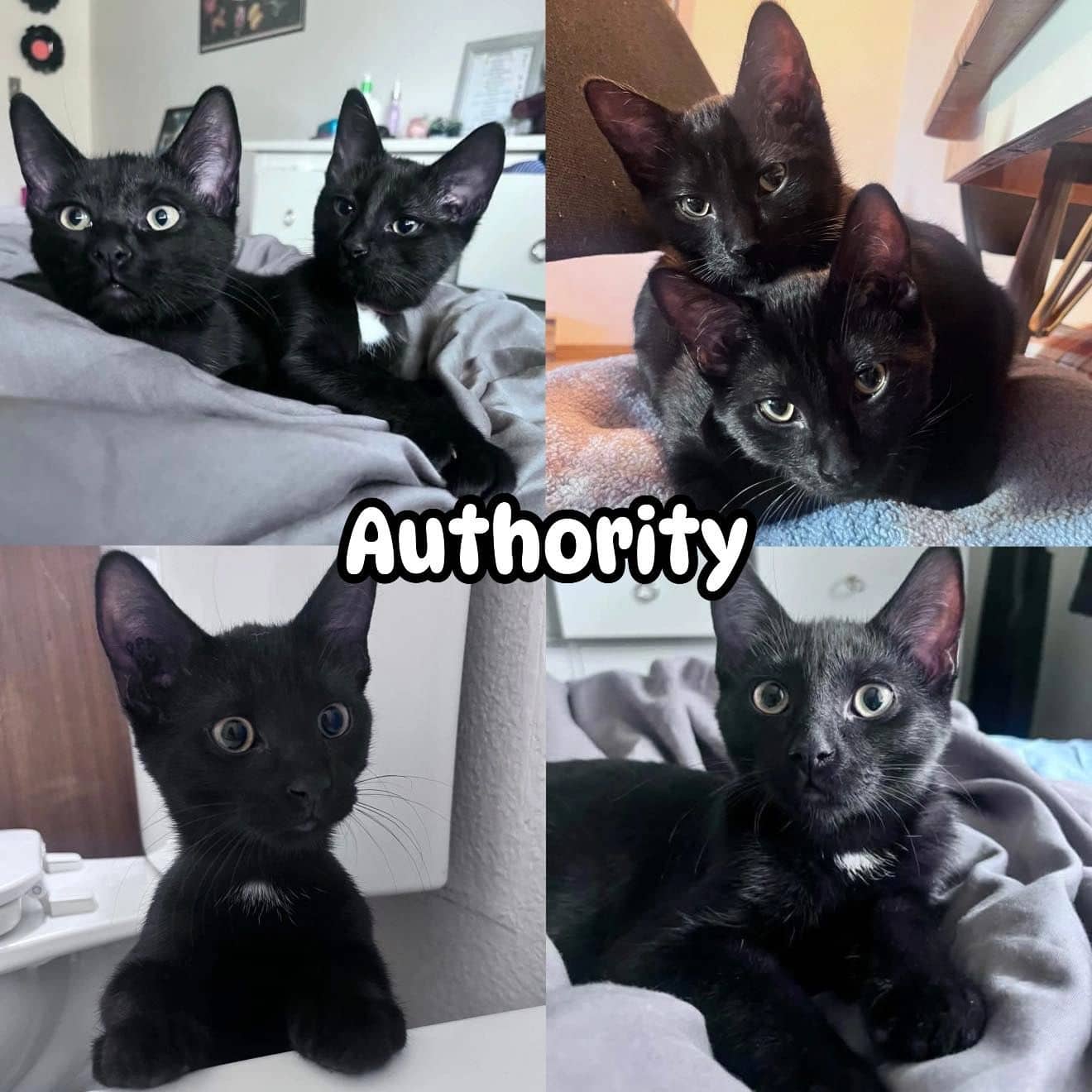 Authority In-Store Pet Valu Plessis - Domestic Short Hair available for adoption