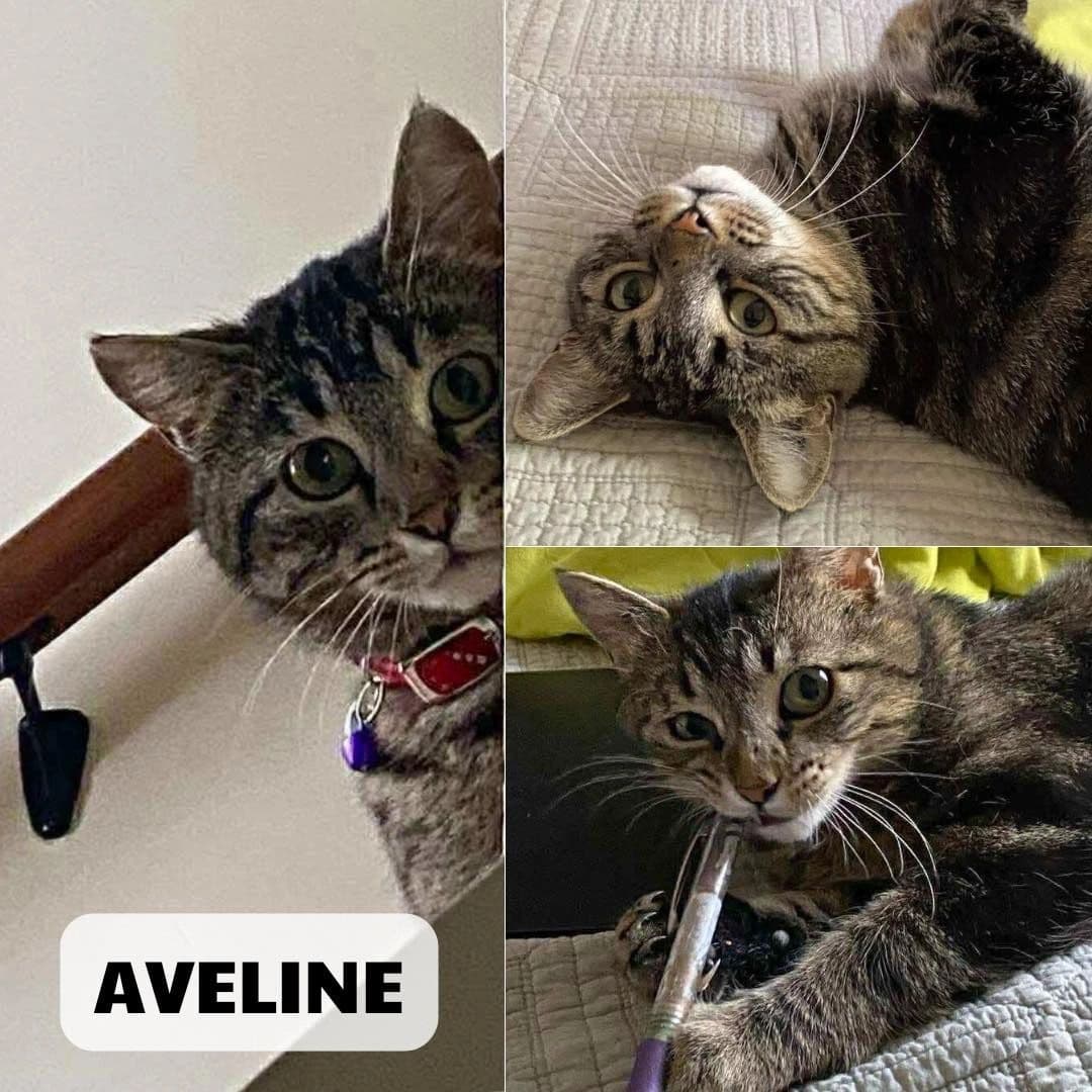 Aveline - Domestic Short Hair cat available for adoption at Tails of Freedom Rescue in Winnipeg