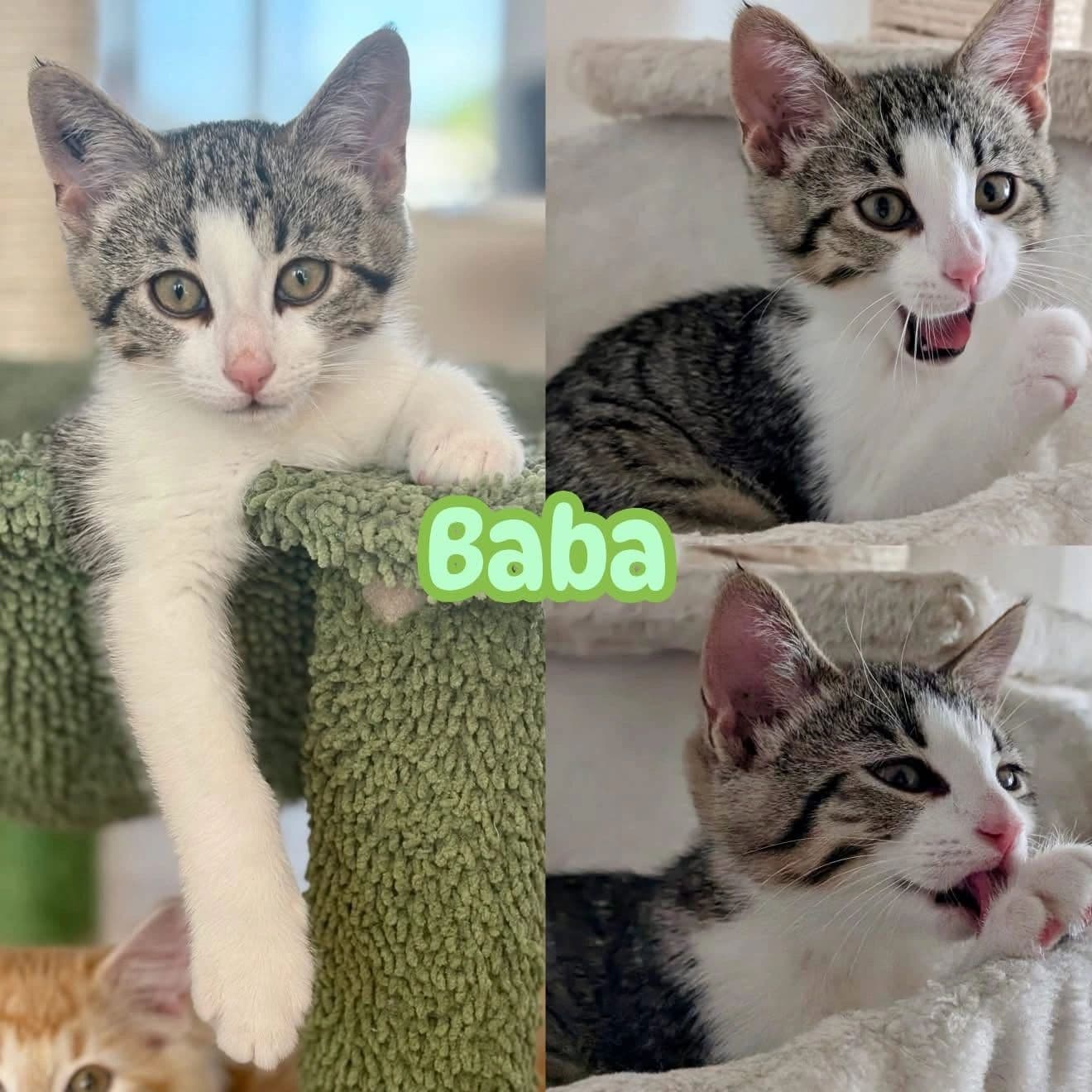 Baba - Domestic Short Hair available for adoption