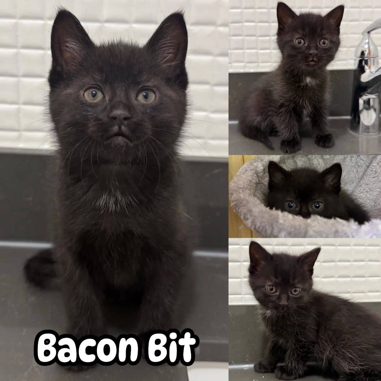 Bacon Bit - Domestic Short Hair available for adoption