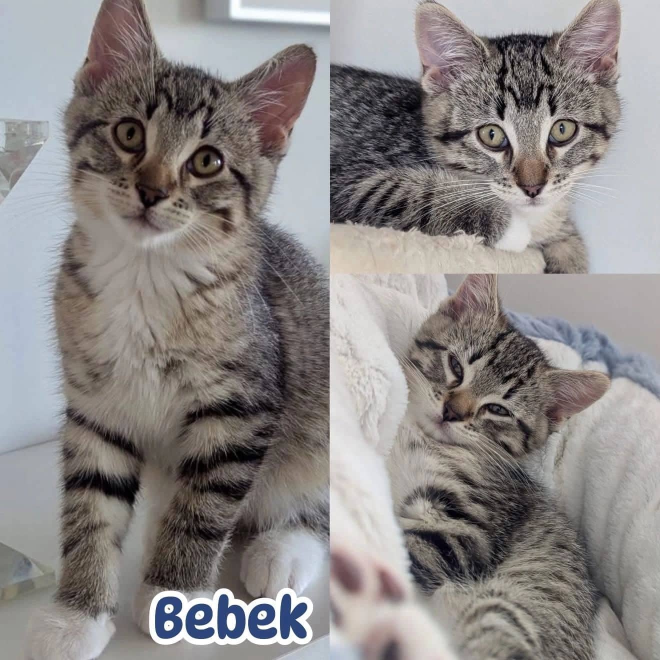 Bebek - Domestic Short Hair available for adoption