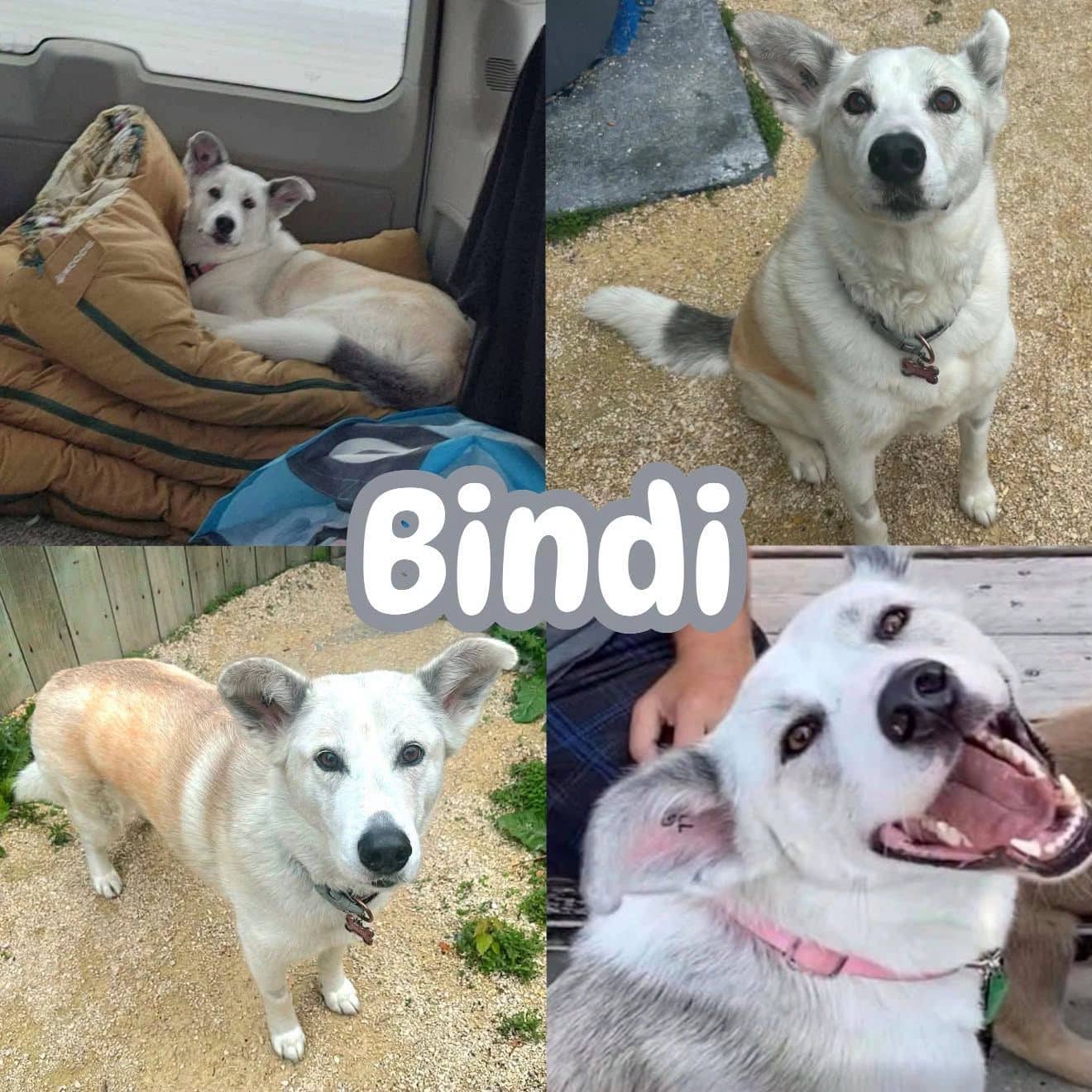 Bindi - Husky/German Shepherd available for adoption