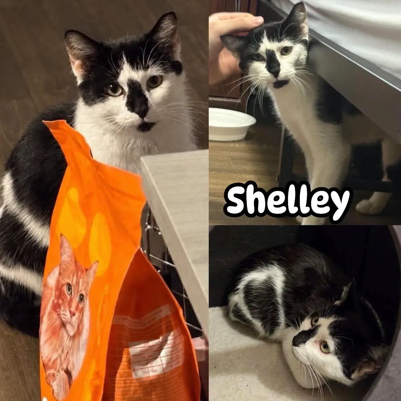 Shelley In Store At Pet Valu Plessis - Domestic Shot Hair cat available for adoption at Tails of Freedom Rescue in Winnipeg