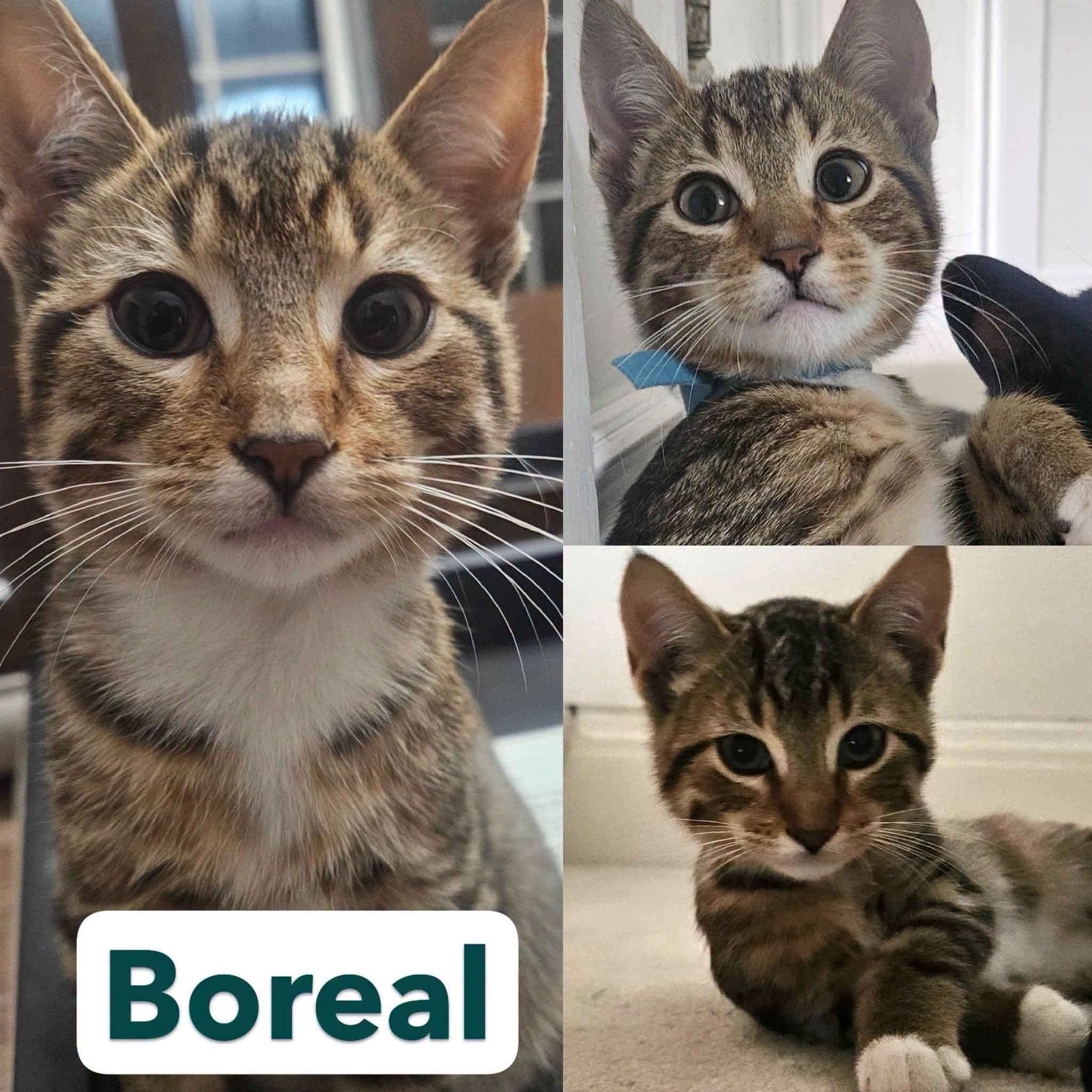 Boreal - Domestic Shot Hair available for adoption