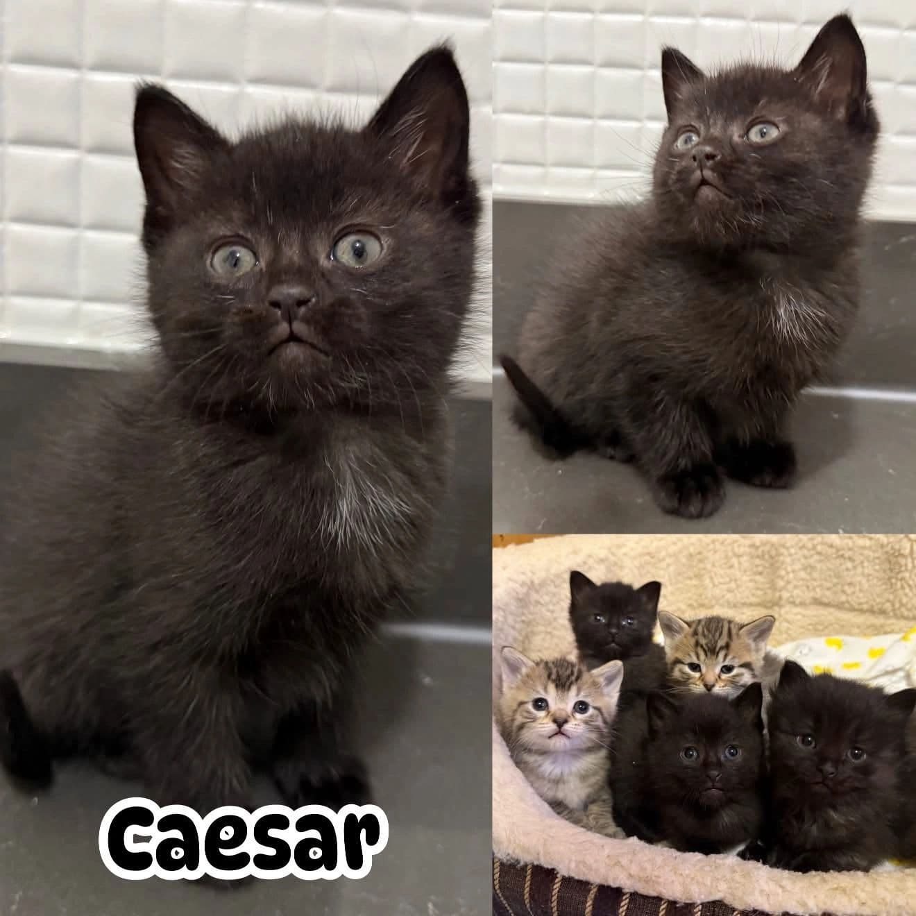 Caesar - Domestic Short Hair Get ready to meet available for adoption