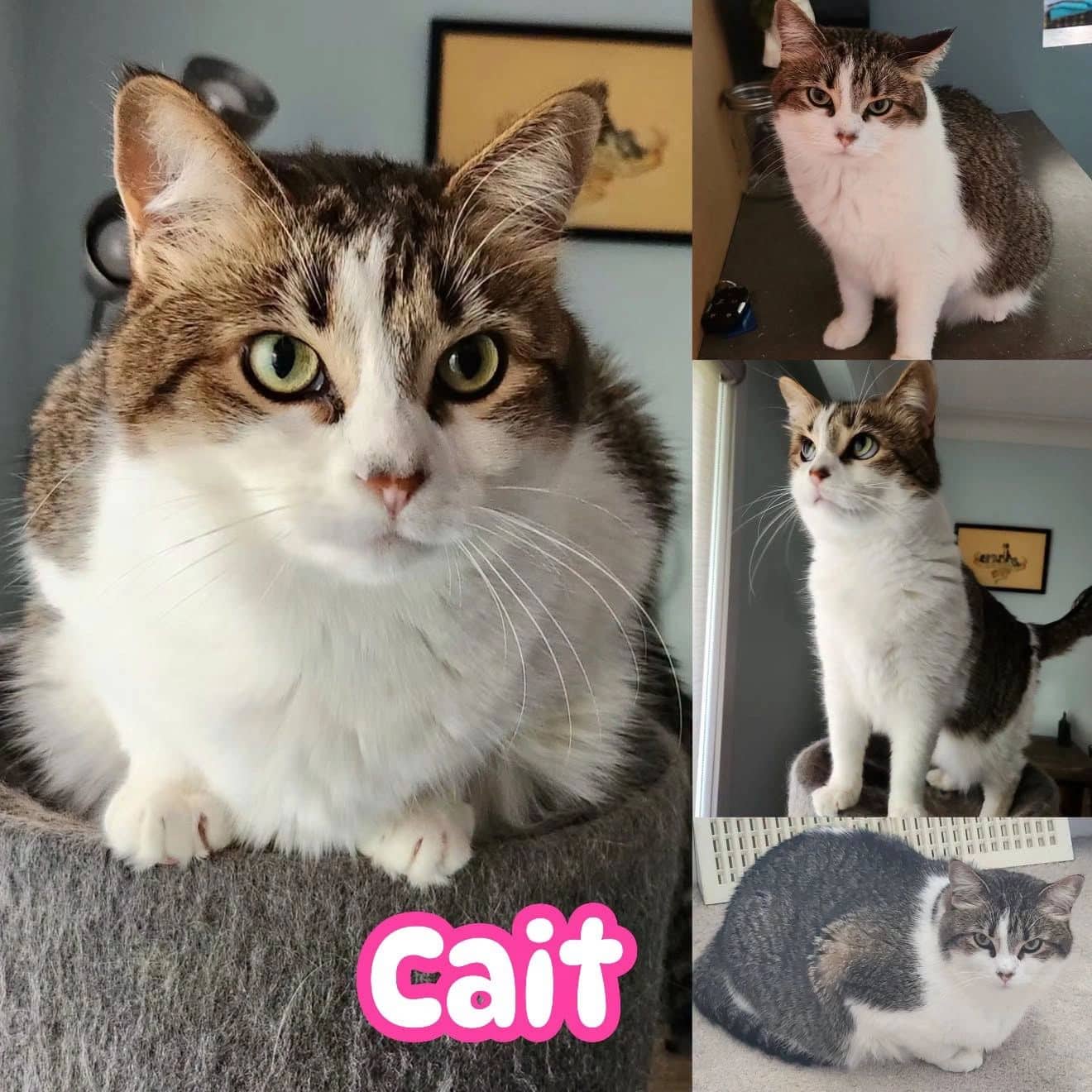 Cait - Domestic Short Hair available for adoption