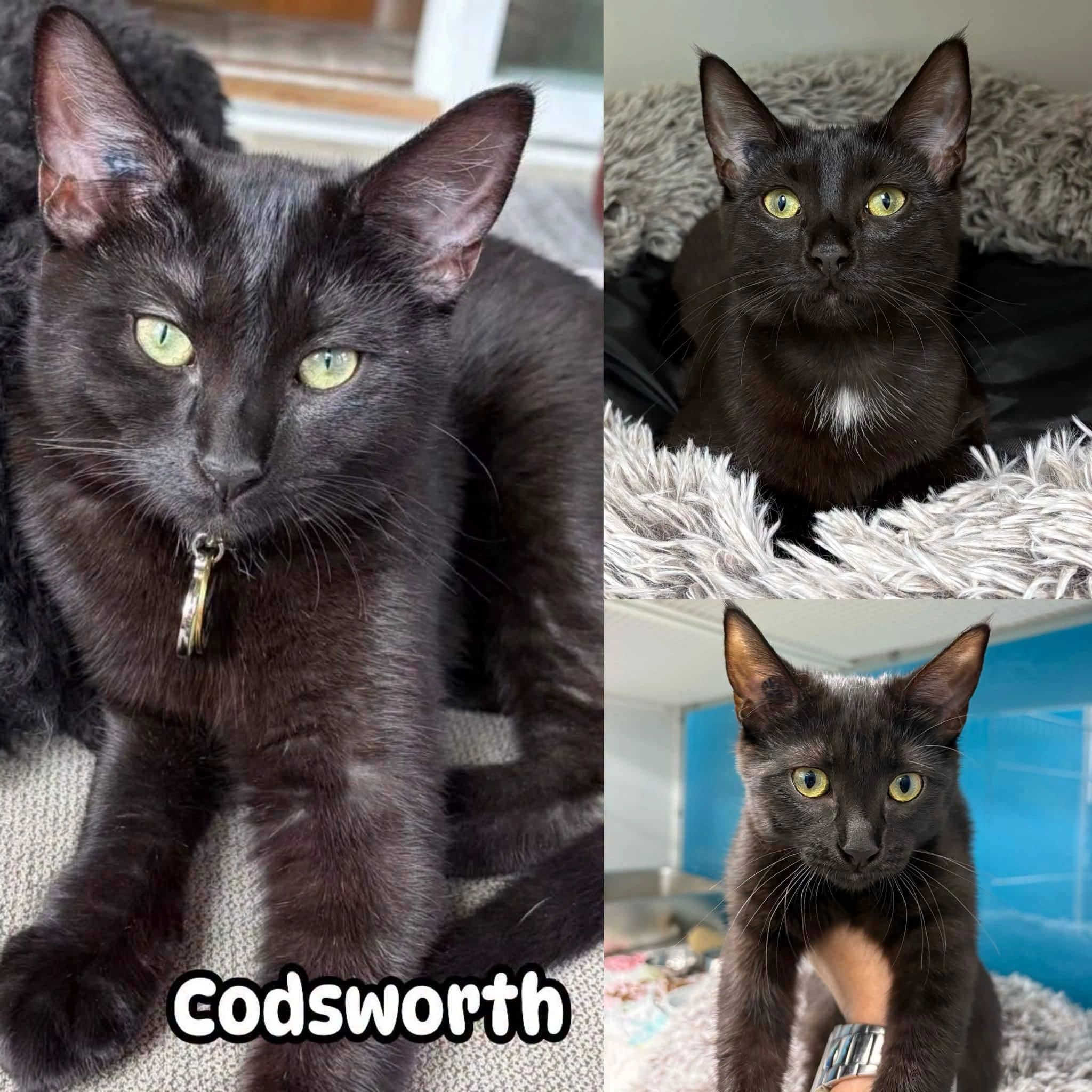 Codsworth - Domestic Short Hair -fearless, a lil sasstude, friendly with everyone/pets, quiet, affectionate, curious, smart, playful, loves water, kitty videos, is junior foodie and ready for the next adventure! Raised with her mom and siblings in a foster home where she has been well socialized and loved cat available for adoption at Tails of Freedom Rescue in Winnipeg