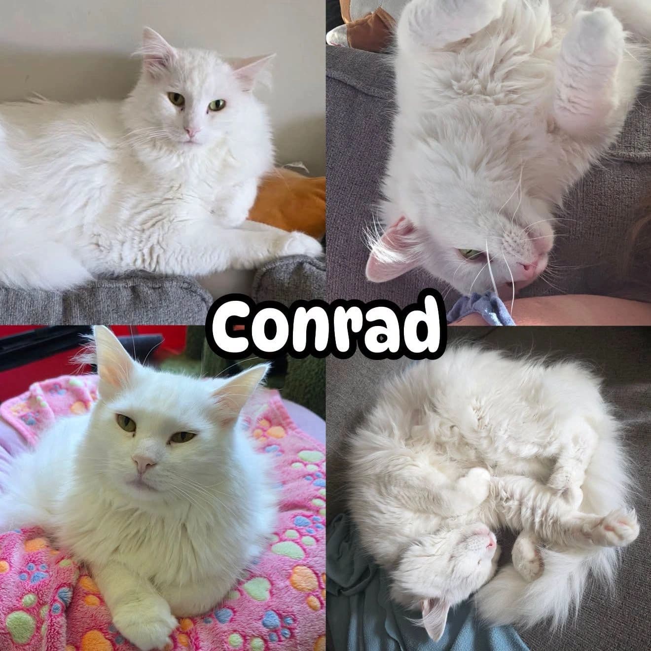 Conrad - Domestic Long Hair π Medical kitty - please read bio in full before considering adoption cat available for adoption at Tails of Freedom Rescue in Winnipeg