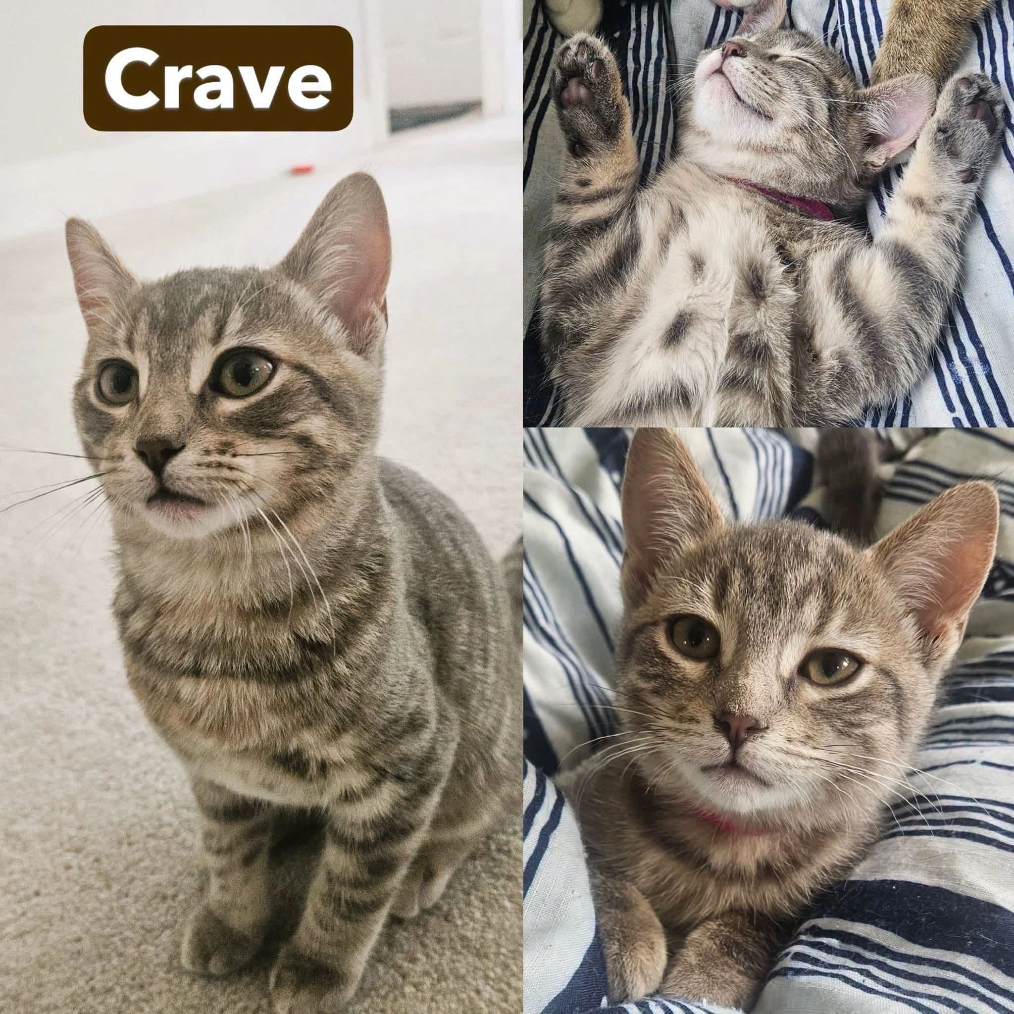 Crave - Domestic Shot Hair available for adoption