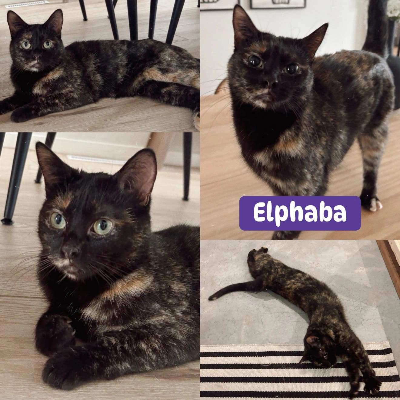 Elphaba - Domestic Short Hair cat available for adoption at Tails of Freedom Rescue in Winnipeg