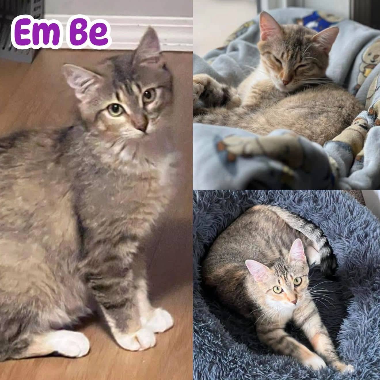 Em Be - Domestic Shot Hair Em cat available for adoption at Tails of Freedom Rescue in Winnipeg