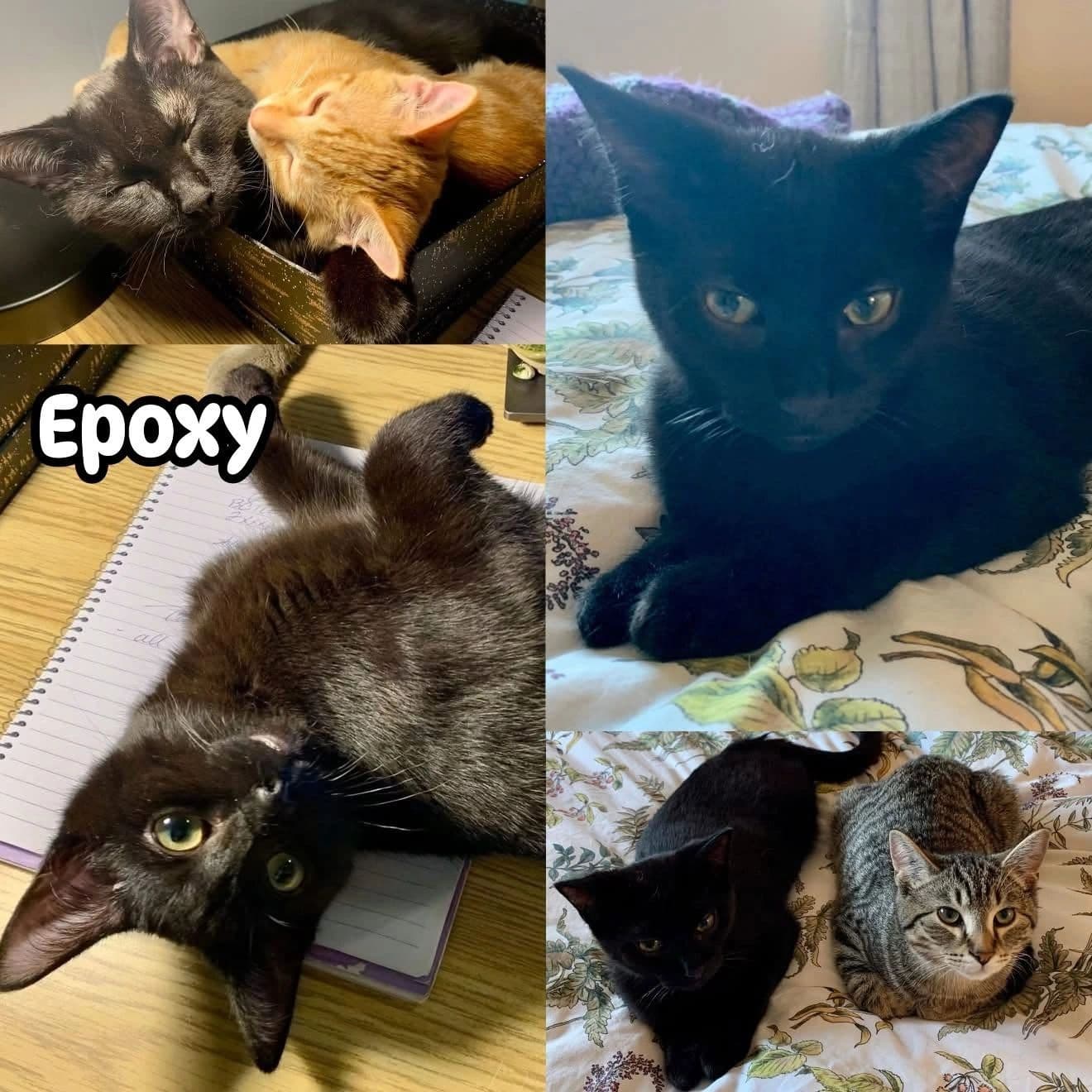 Epoxy - Domestic Short Hair available for adoption