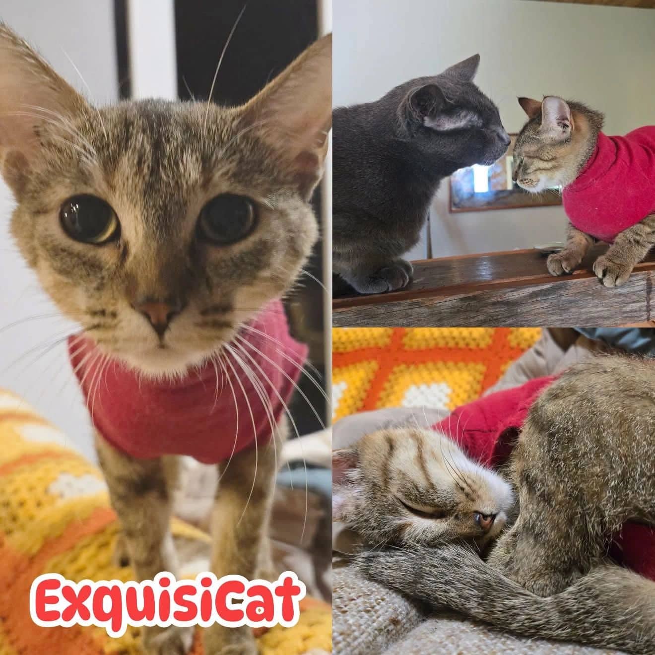 Exquisicat - Domestic Shot Hair Exquisi cat available for adoption at Tails of Freedom Rescue in Winnipeg