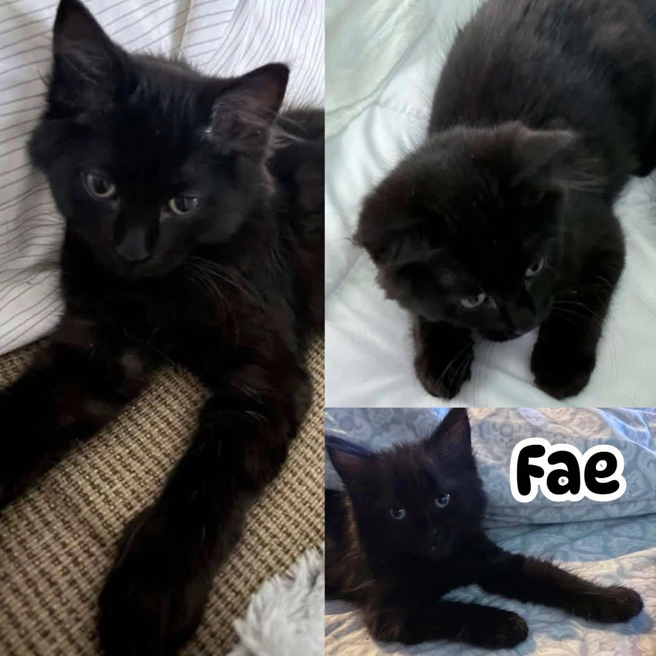 Fae - Domestic Long Hair available for adoption