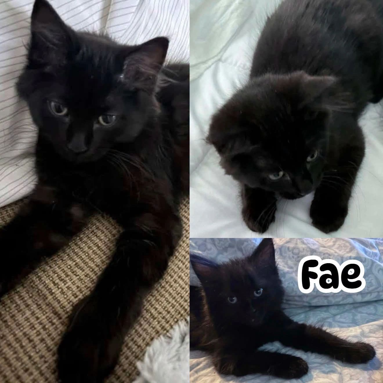 Fae - Domestic Long Hair cat available for adoption at Tails of Freedom Rescue in Winnipeg