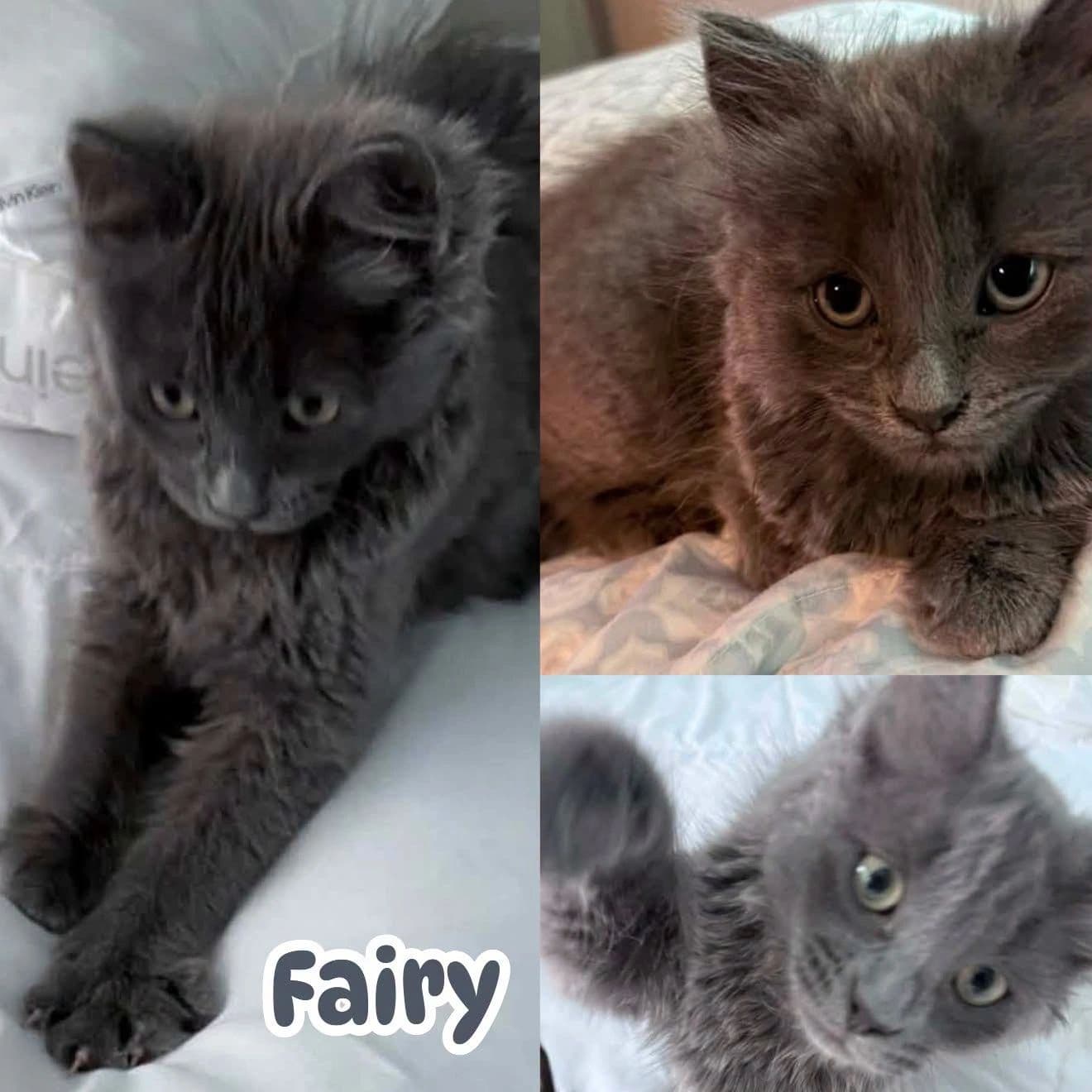 Fairy - Domestic Long Hair cat available for adoption at Tails of Freedom Rescue in Winnipeg