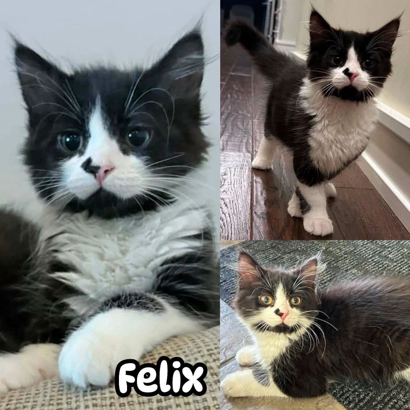 Felix - Domestic Long Hair cat available for adoption at Tails of Freedom Rescue in Winnipeg