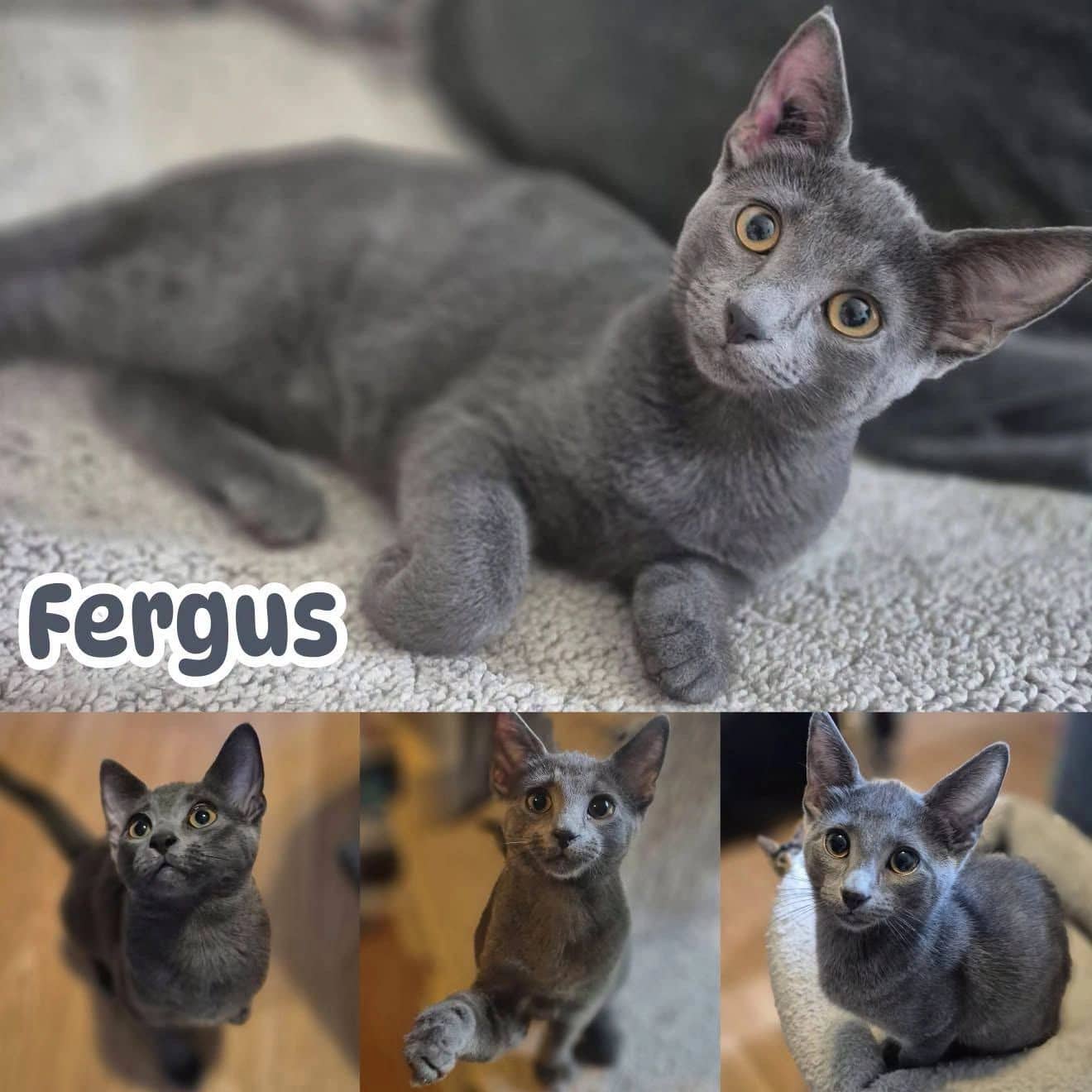 Fergus - Domestic Short Hair cat available for adoption at Tails of Freedom Rescue in Winnipeg