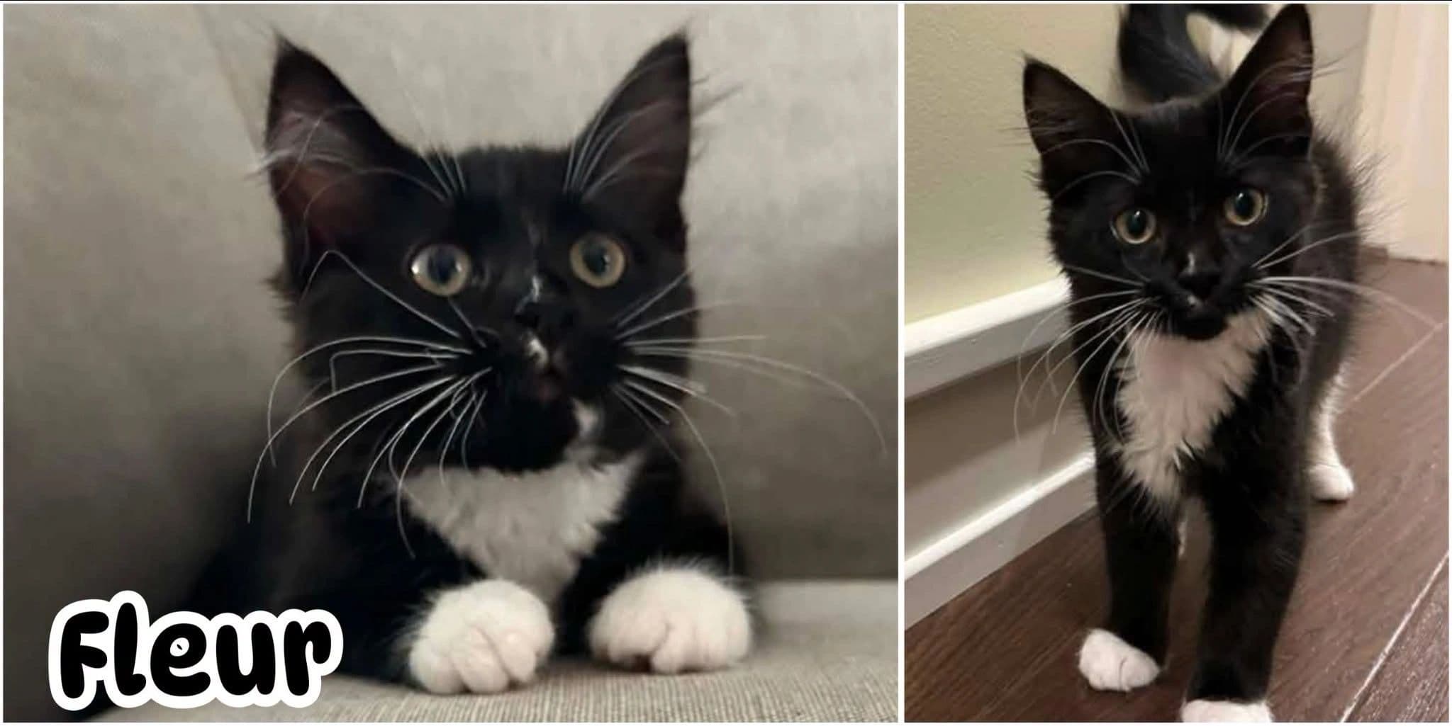 Fleur - Domestic Long Hair cat available for adoption at Tails of Freedom Rescue in Winnipeg