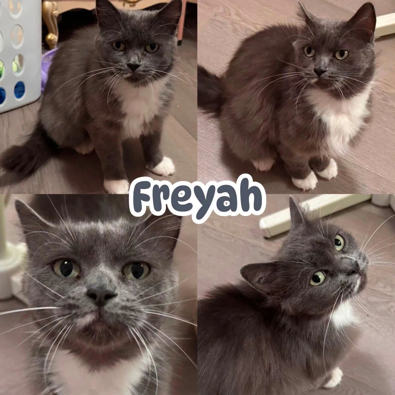 Freyah - Domestic Medium/Long Hair available for adoption