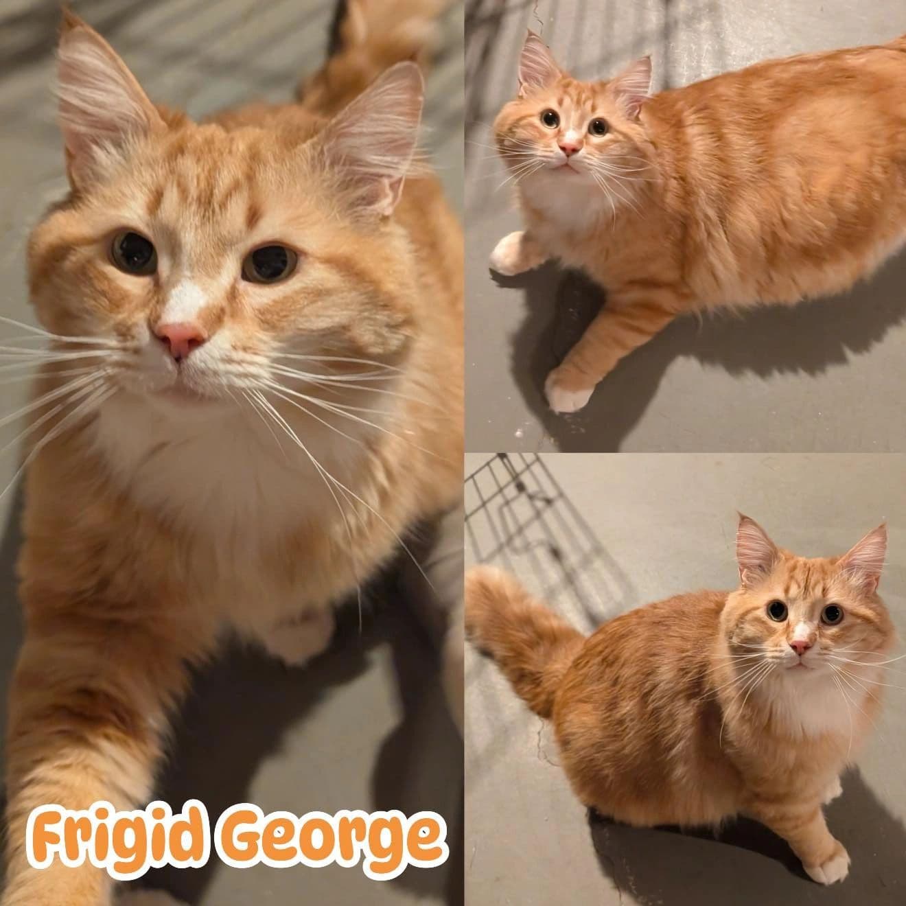 Frigid George - Domestic Long Hair cat available for adoption at Tails of Freedom Rescue in Winnipeg