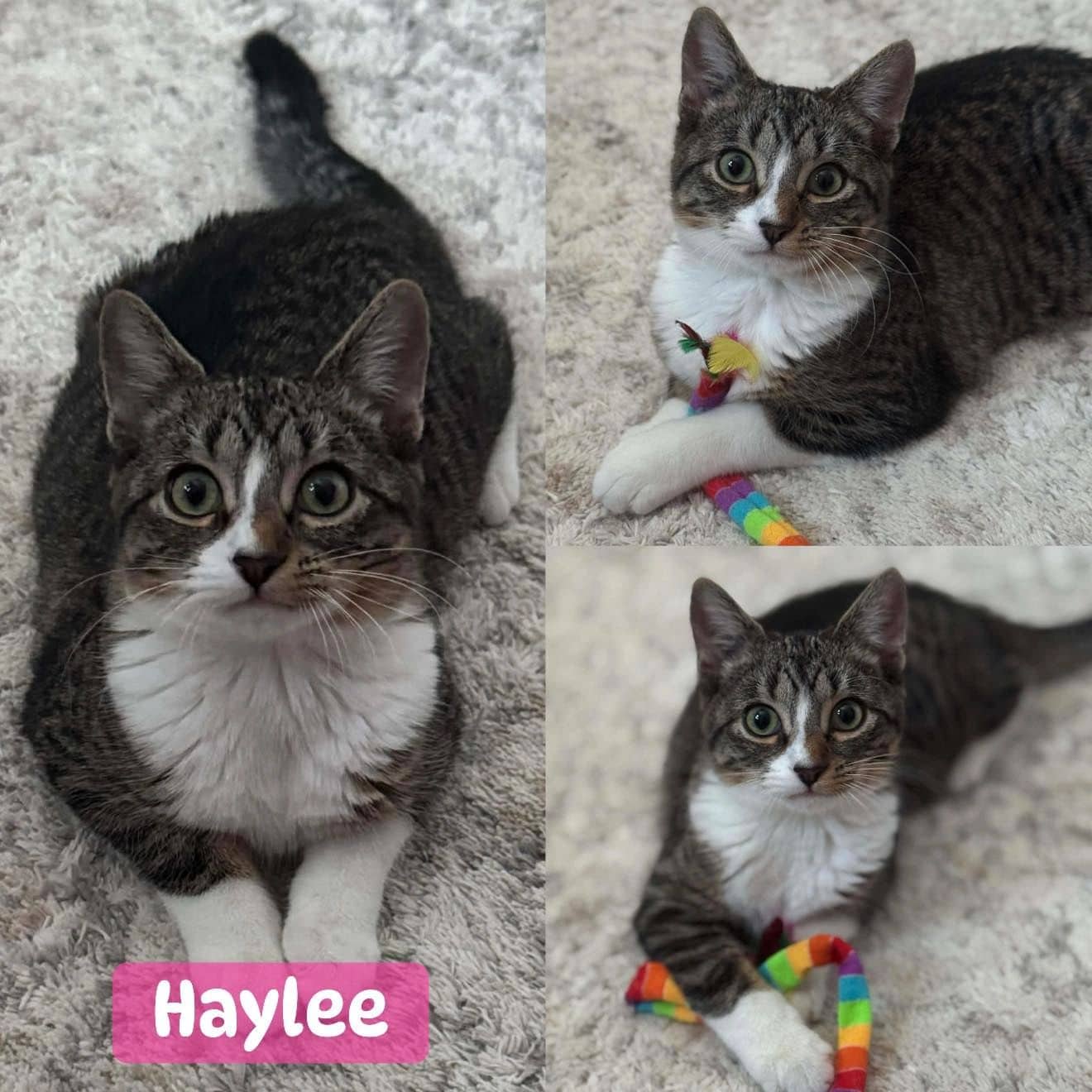 Haylee - Domestic Short Hair available for adoption