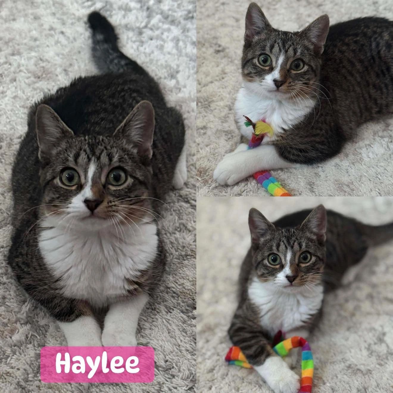 Haylee - Domestic Short Hair cat available for adoption at Tails of Freedom Rescue in Winnipeg