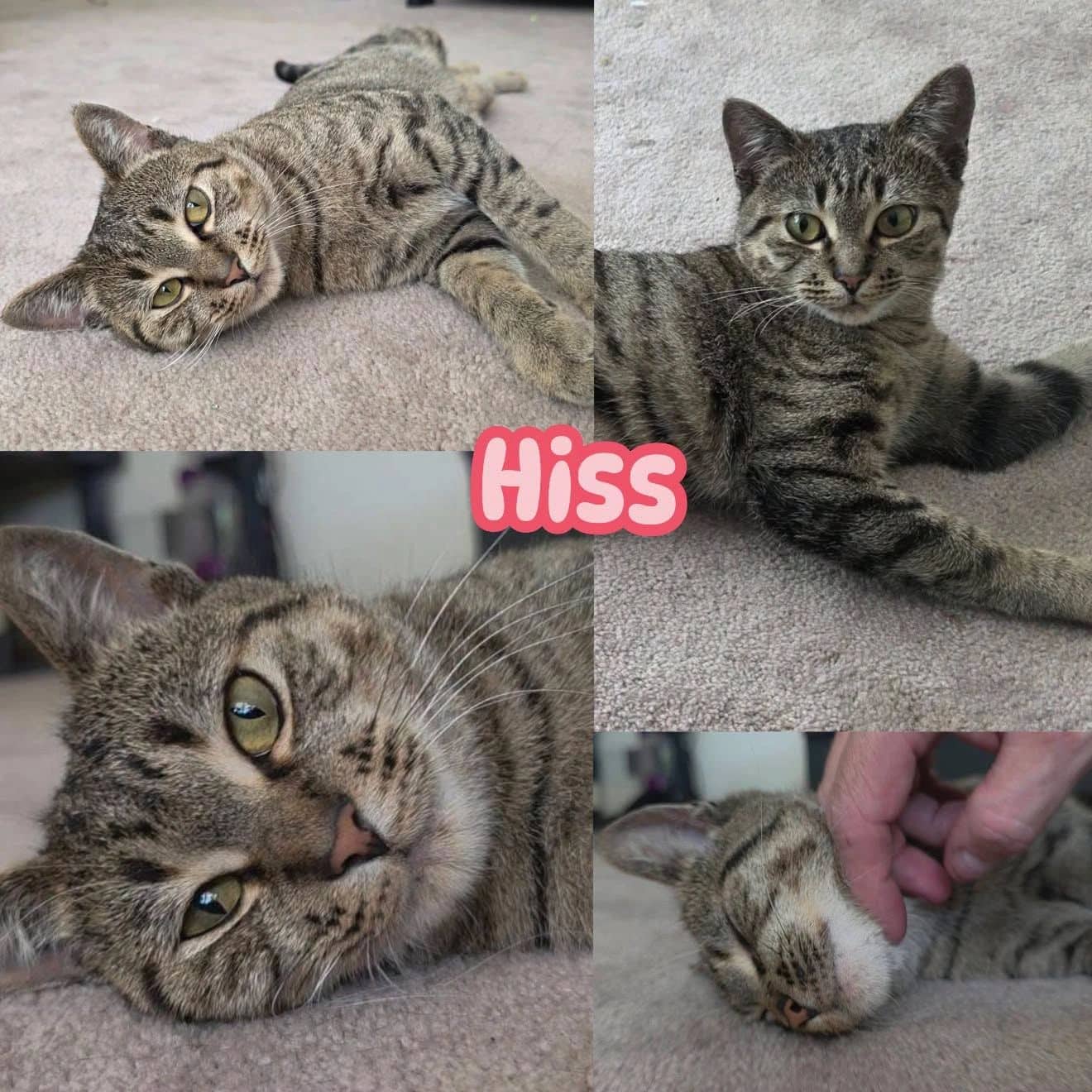 Hiss - Domestic Short Hair cat available for adoption at Tails of Freedom Rescue in Winnipeg