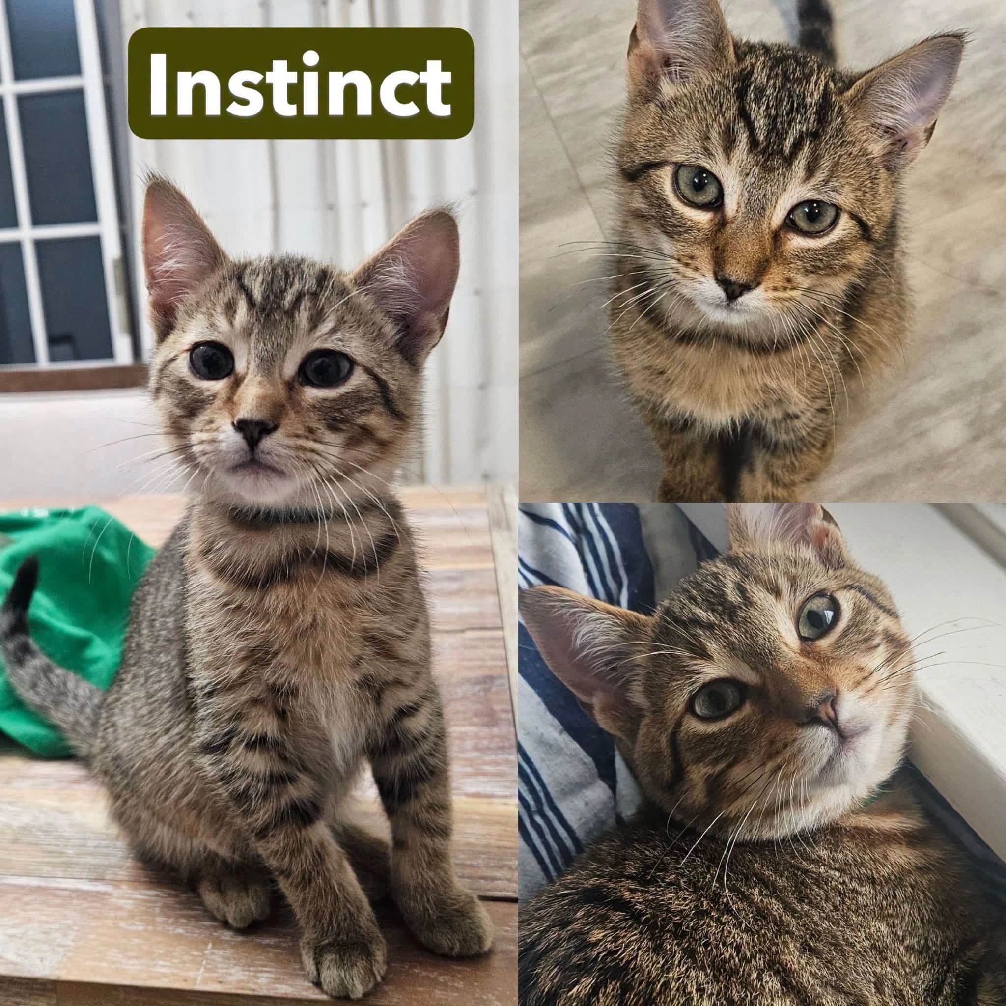 Instinct - Domestic Shot Hair available for adoption