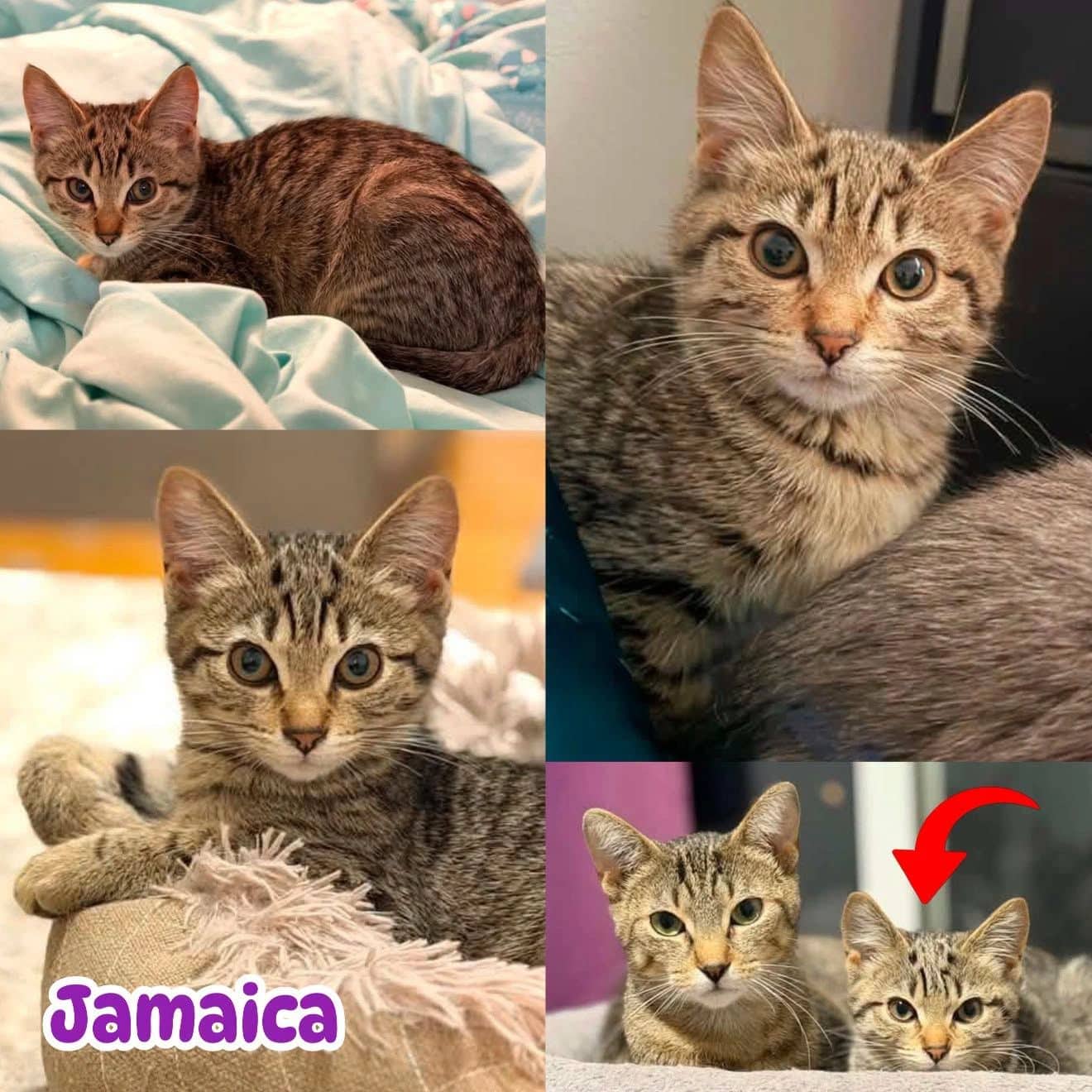 Jamaica - Domestic Short Hair available for adoption