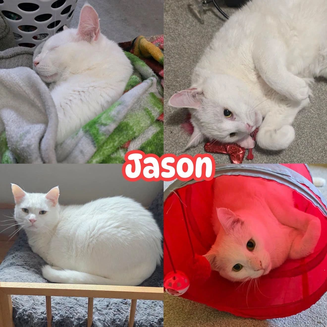 Jason - Domestic Short Hair π Medical kitty - please read bio in full before considering adoption cat available for adoption at Tails of Freedom Rescue in Winnipeg