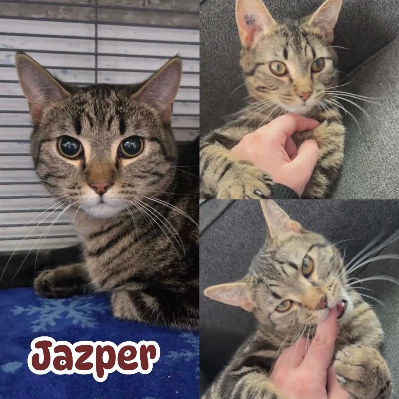 Jazper - Domestic Short Hair cat available for adoption at Tails of Freedom Rescue in Winnipeg