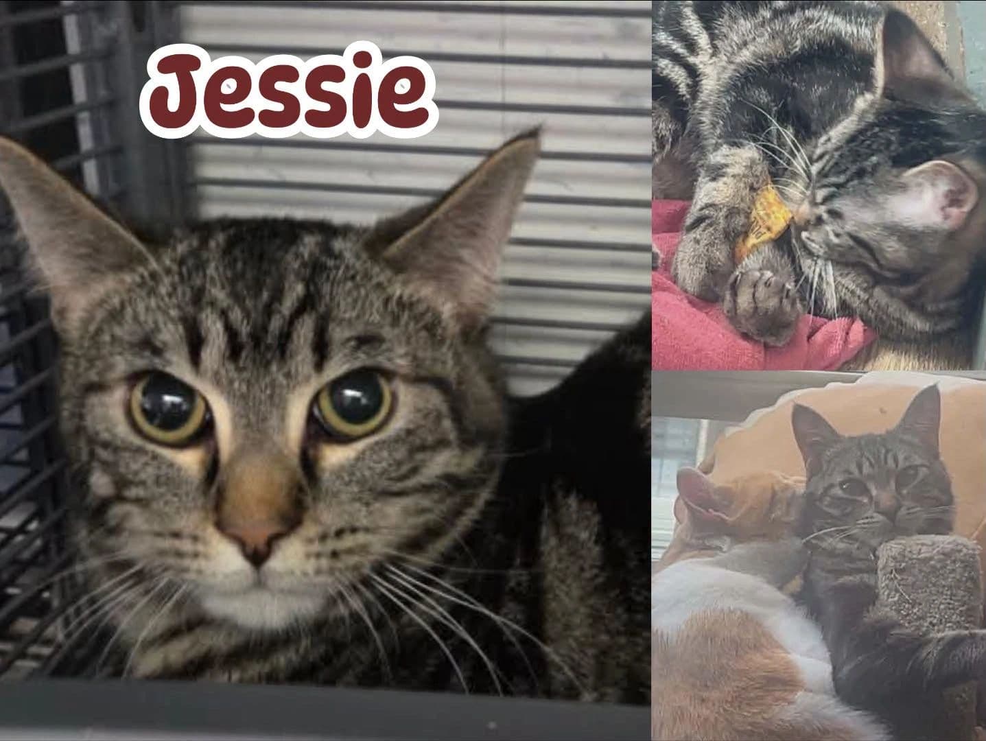 Jessie - Domestic Short Hair cat available for adoption at Tails of Freedom Rescue in Winnipeg