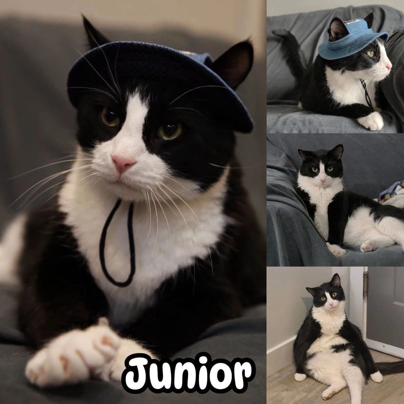 Junior - Domestic Shorthair available for adoption