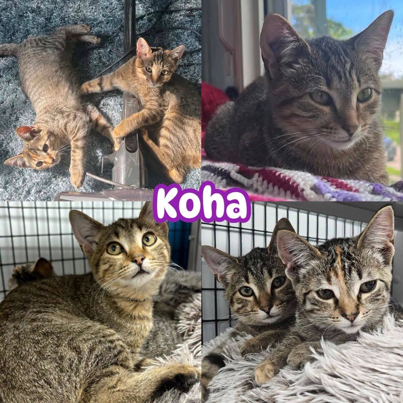 Koha - Domestic Short Hair If you’re looking for a kitten who brings joy in every direction they bounce available for adoption