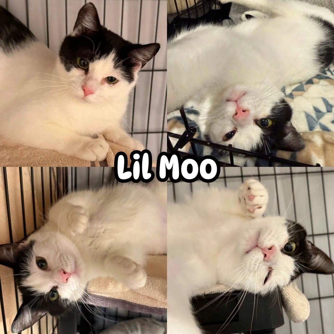 Lil Moo - Domestic Short Hair available for adoption