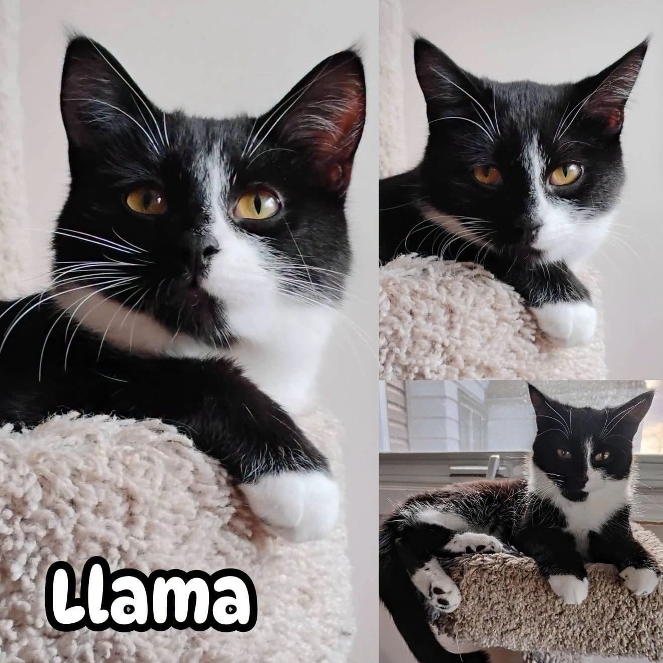 Llama - Domestic Short Hair available for adoption